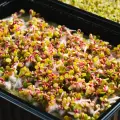 Beginner’s Guide to Growing Microgreens at Home Using Trays and Cocopeat