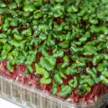 Microgreens vs. Regular Greens: Nutritional Benefits and How to Use Them in Indian Cooking